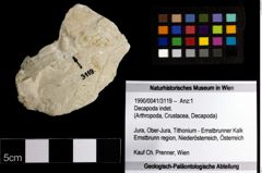 Foto (Objekt + Etiketten) von Decapoda indet. 